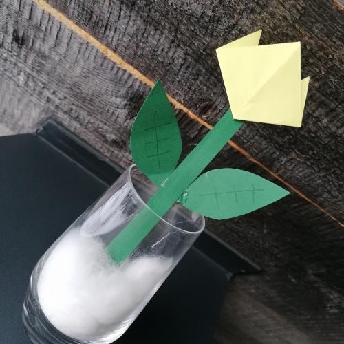 1m Tulpen