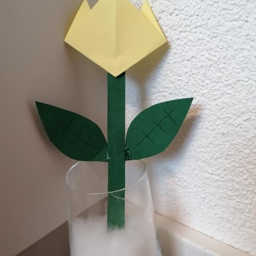 1m Tulpen